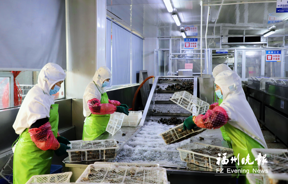 连江鲍鱼迎来加工旺季