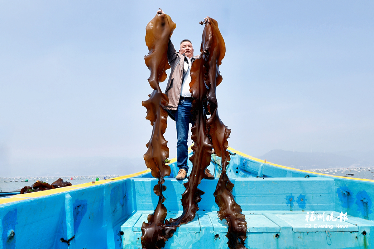 福州“无边海带”每亩增产25%以上