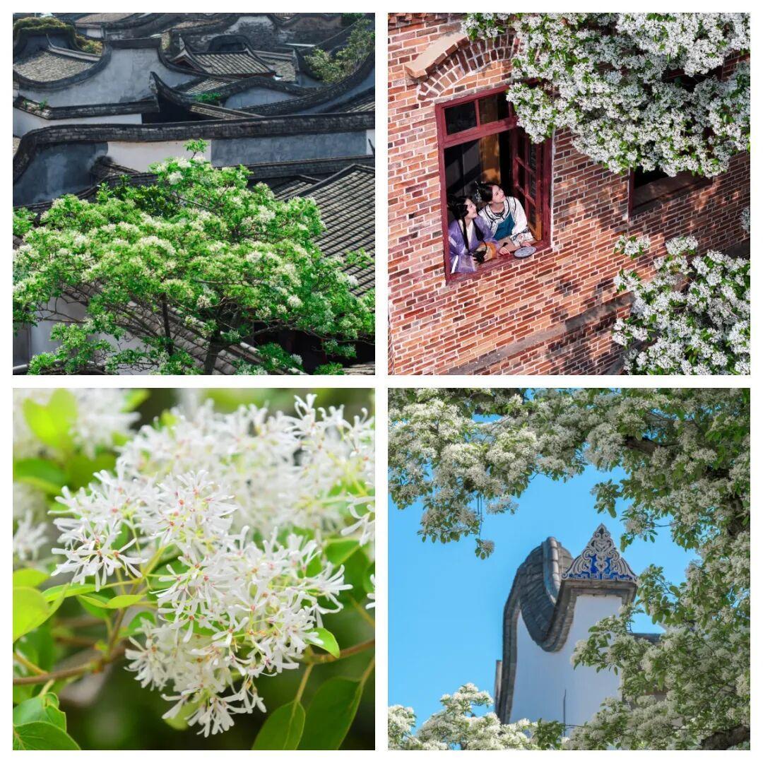 来福州“Color Walk”，感受最美人间四月天