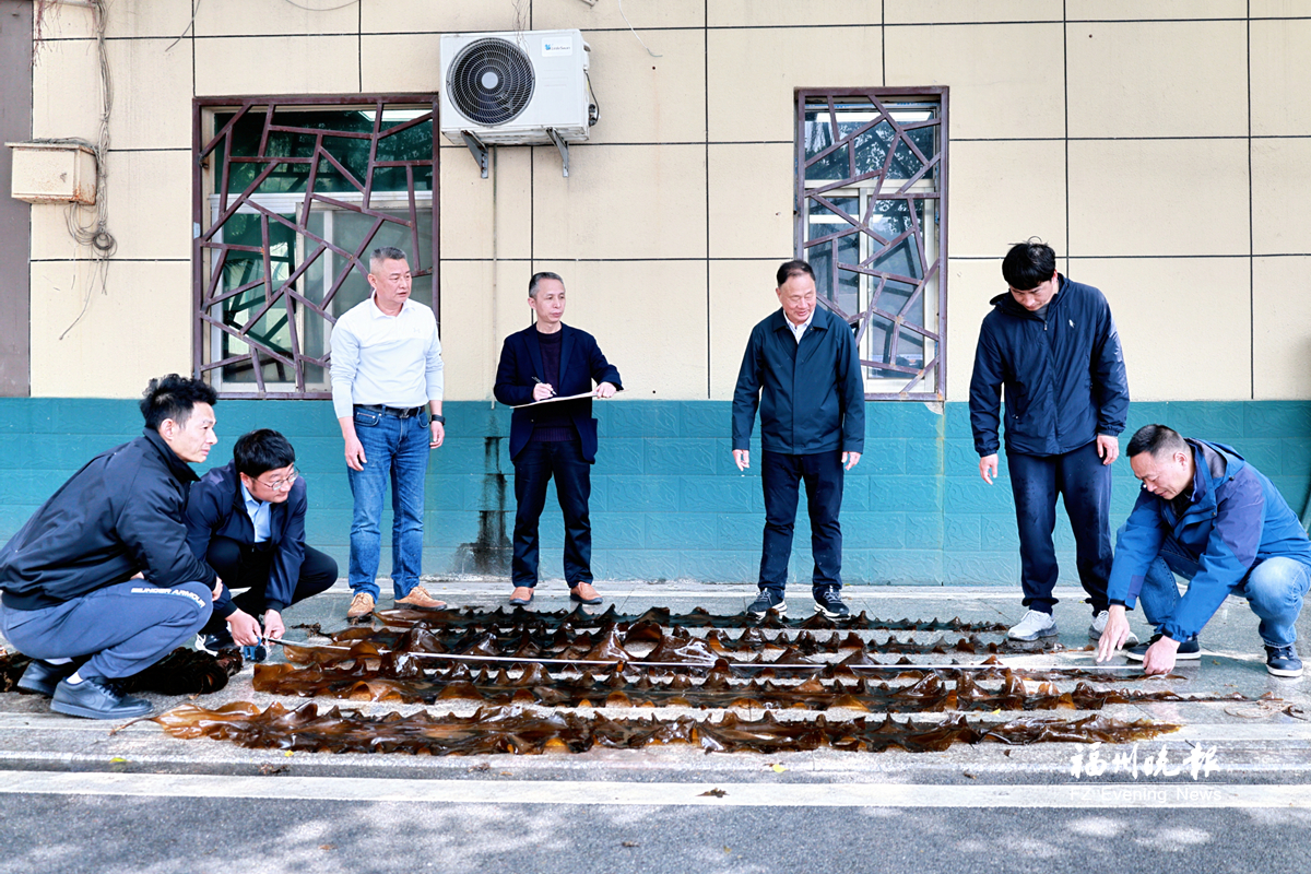 福州“无边海带”每亩增产25%以上
