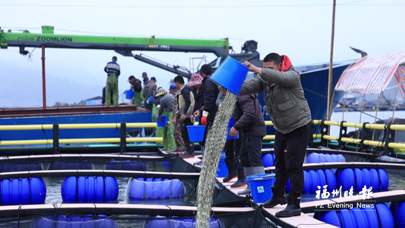 罗源2.2亿尾大黄鱼苗投放入海 为本土自主培育的“鼎诚1号”第四代苗