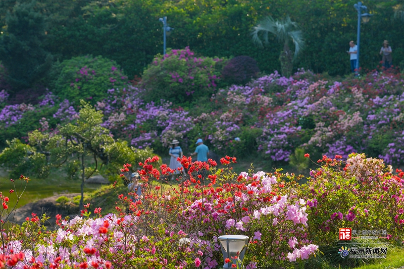百花争艳！鼓岭迎来高颜值时刻