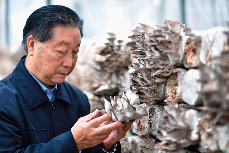 瞭望·吾心吾乡 | 林占熺：为世界种下“幸福草”