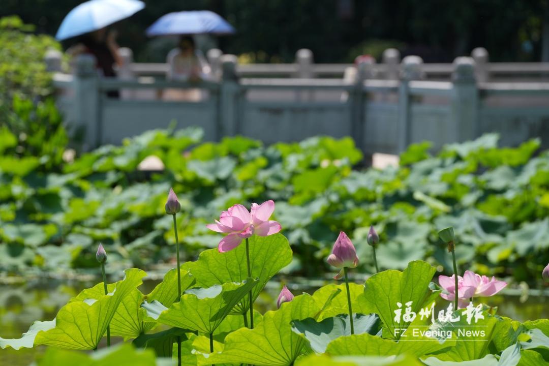 茶亭公园荷花展30日开幕 茶亭公园荷花展30日开幕