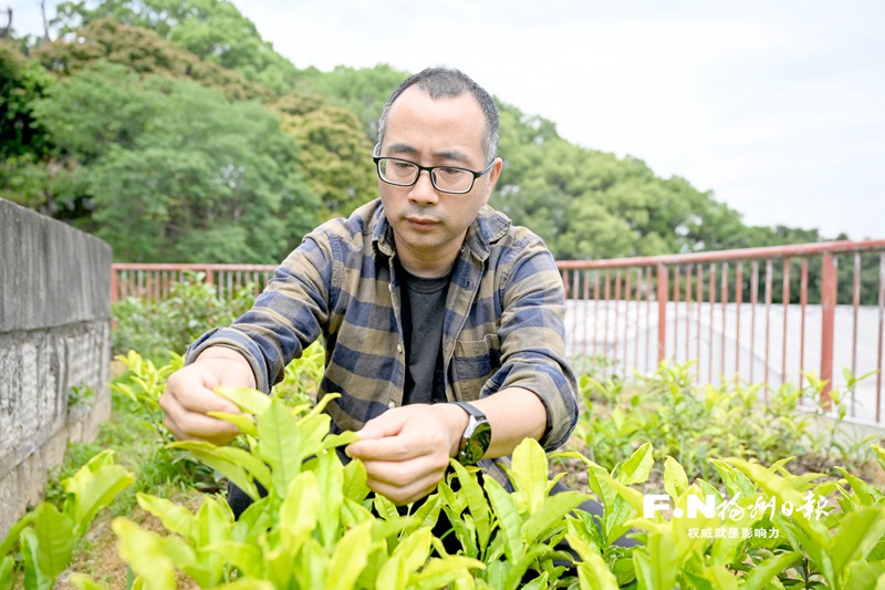 陈志辉:匠心选育撑起茶农致富梦 陈志辉:匠心选育撑起茶农致富梦