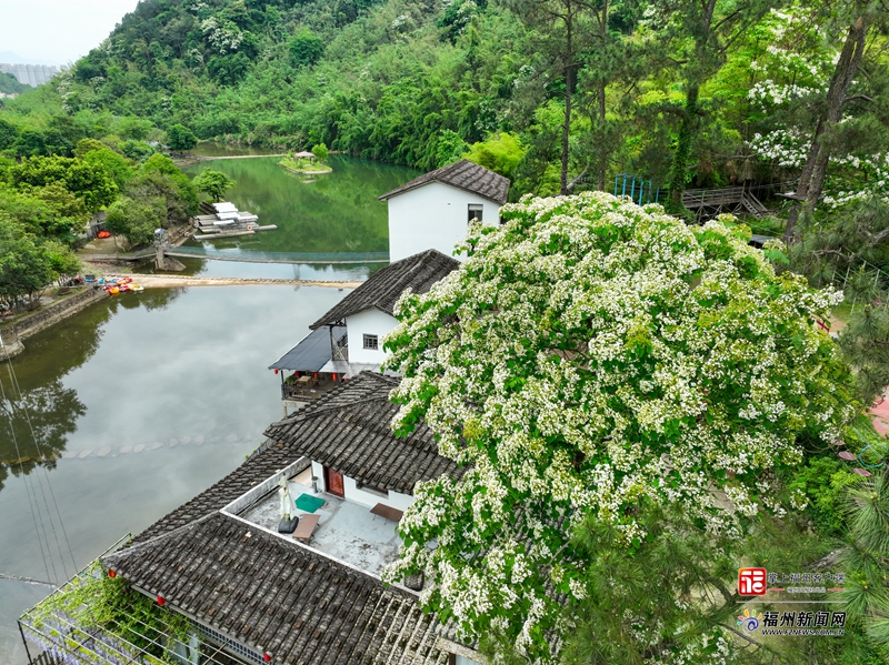 旗山国家森林公园 木油桐花盛放
