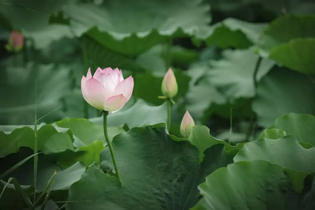 绝美出圈!福州新区(长乐区)再添夏日赏荷好去处 绝美出圈!福州新区(长乐区)再添夏日赏荷好去处