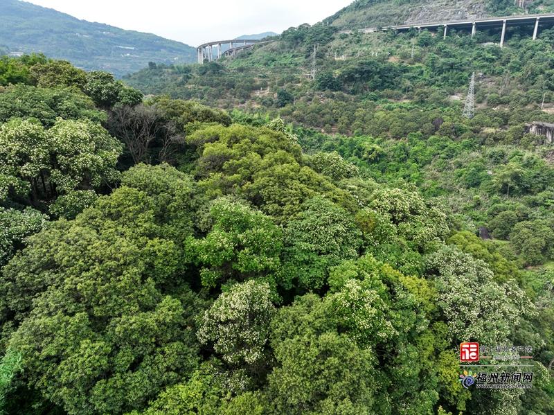 闽侯S211省道楹花盛放 山路变身山野花廊
