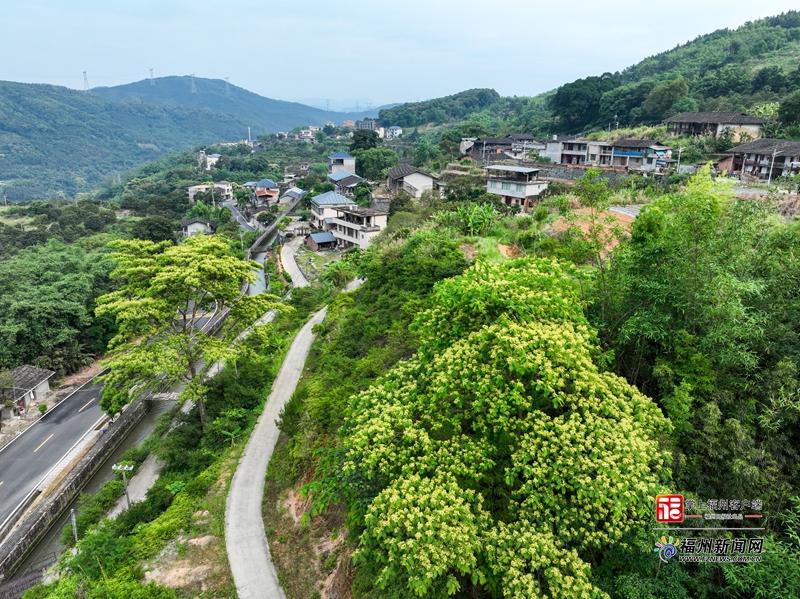 闽侯S211省道楹花盛放 山路变身山野花廊