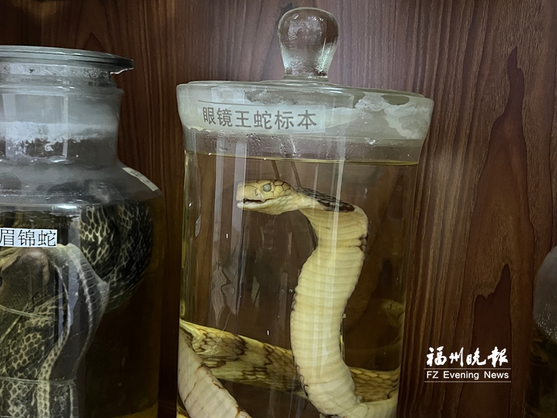 专家紧急提醒:被蛇咬伤 这种“老办法”不可取 专家紧急提醒:被蛇咬伤 这种“老办法”不可取