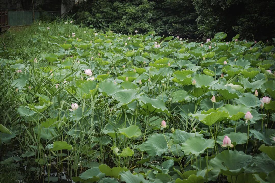 绝美出圈!福州新区(长乐区)再添夏日赏荷好去处 绝美出圈!福州新区(长乐区)再添夏日赏荷好去处