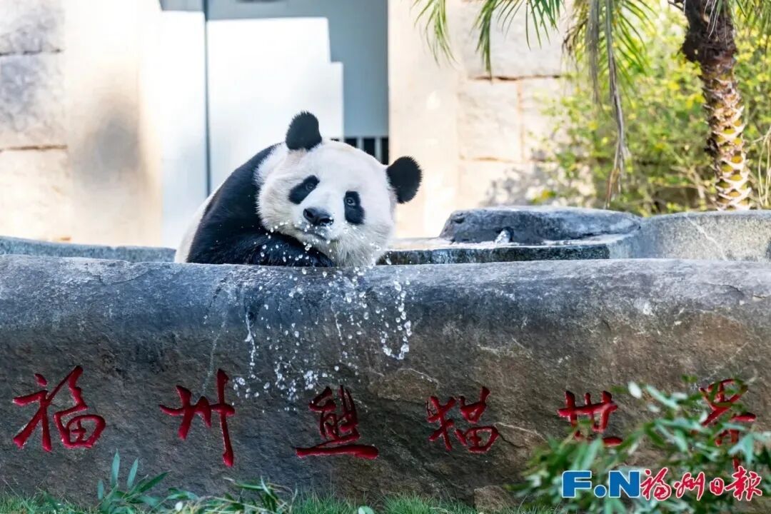 福州大熊猫和小朋友一起过生日啦！