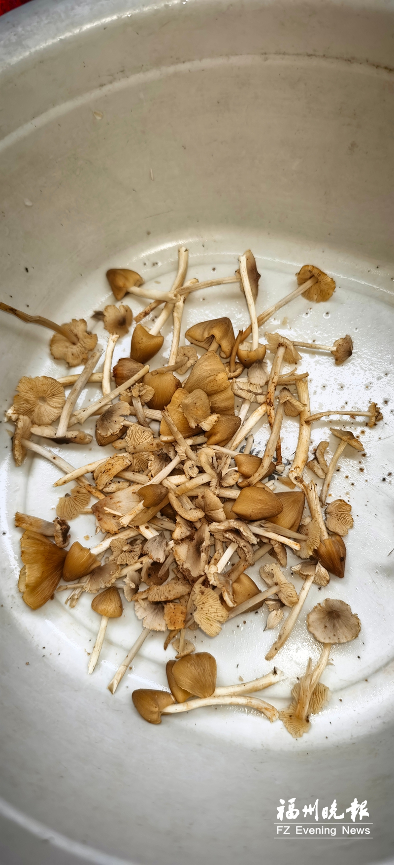 误食毒蘑菇 一家被送医  这份“避毒指南”请收好