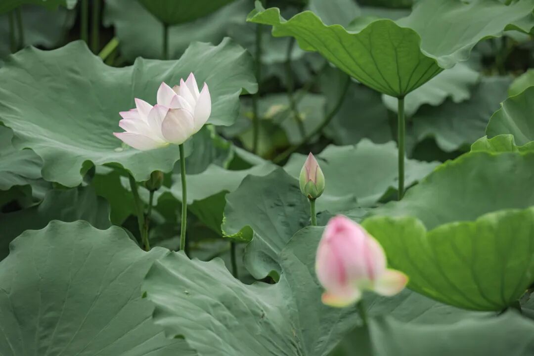 绝美出圈!福州新区(长乐区)再添夏日赏荷好去处 绝美出圈!福州新区(长乐区)再添夏日赏荷好去处
