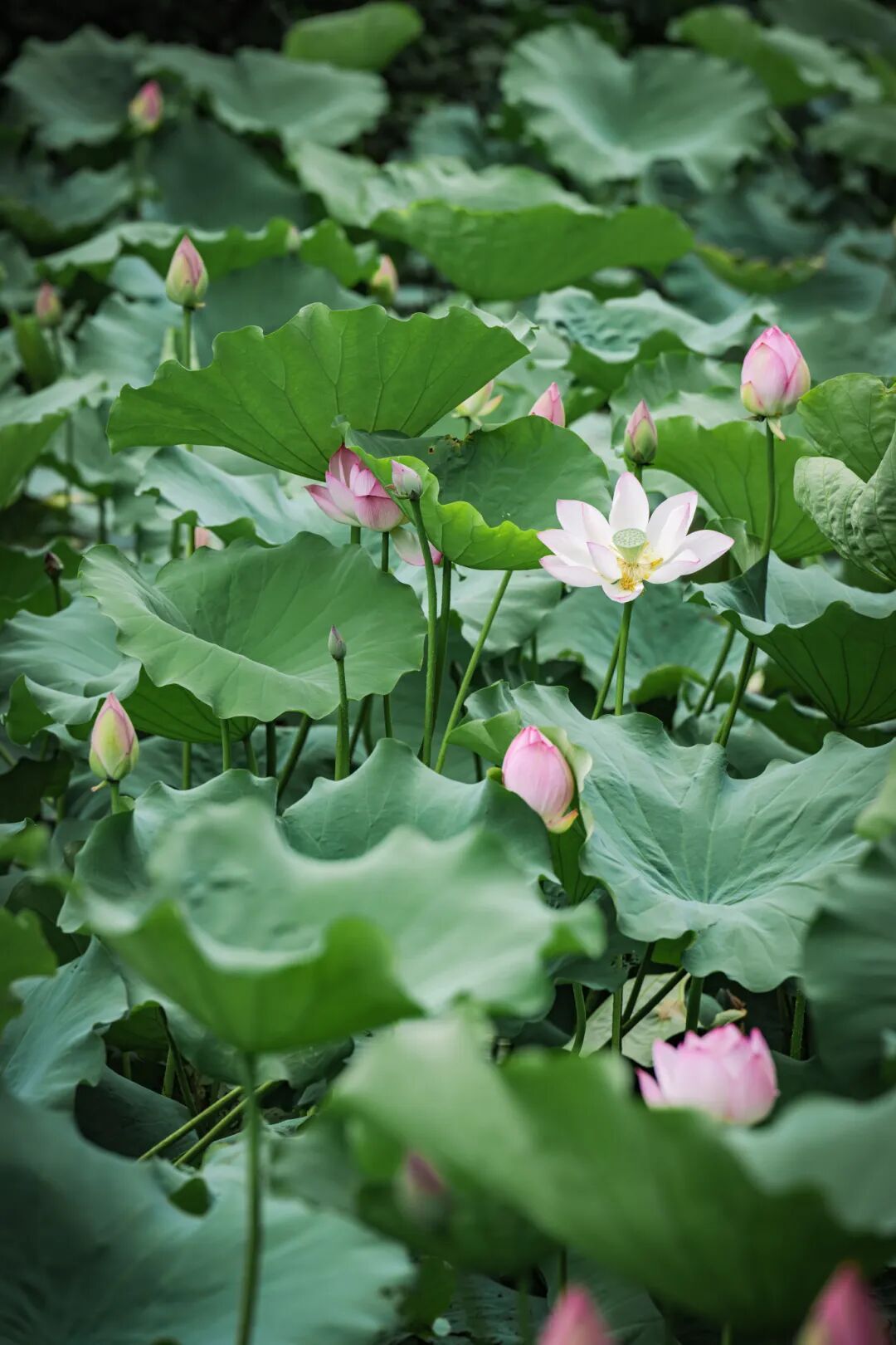 绝美出圈!福州新区(长乐区)再添夏日赏荷好去处 绝美出圈!福州新区(长乐区)再添夏日赏荷好去处