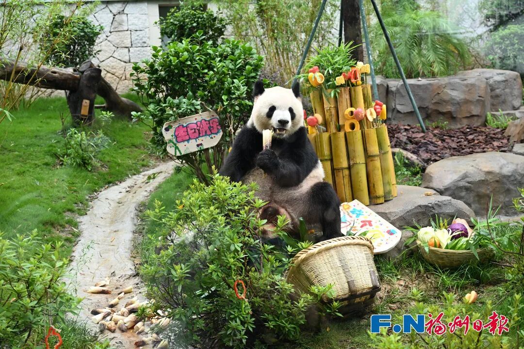 福州大熊猫和小朋友一起过生日啦! 福州大熊猫和小朋友一起过生日啦!