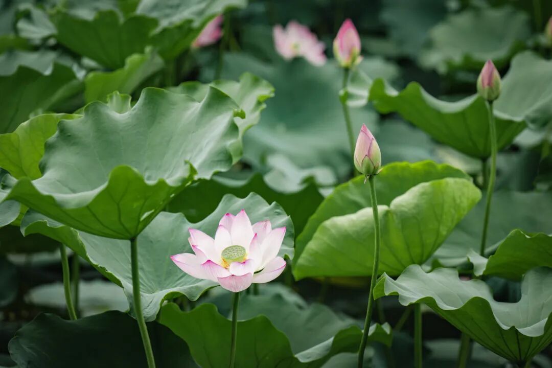 绝美出圈!福州新区(长乐区)再添夏日赏荷好去处 绝美出圈!福州新区(长乐区)再添夏日赏荷好去处