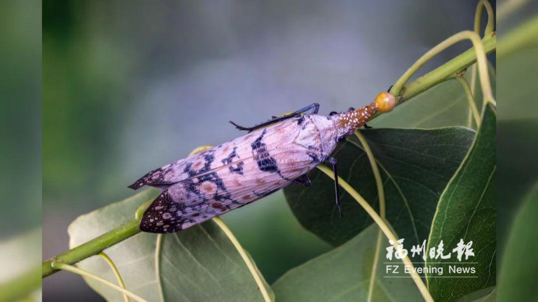 珍稀灯笼虫“安家”生态罗源 珍稀灯笼虫“安家”生态罗源