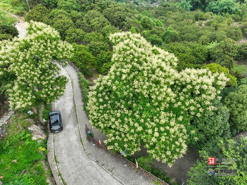闽侯S211省道楹花盛放 山路变身山野花廊