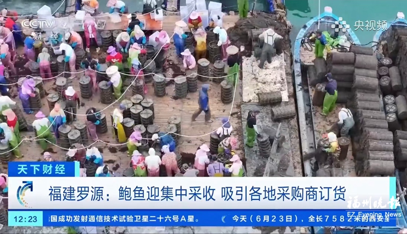 “海上牧场”丰收引来外地采购商 罗源鲍鱼“鲜”上央视 “海上牧场”丰收引来外地采购商 罗源鲍鱼“鲜”上央视