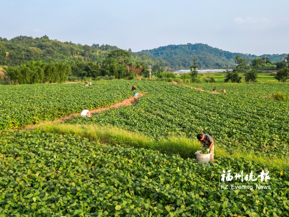 “夏天第一豆”远销海外
