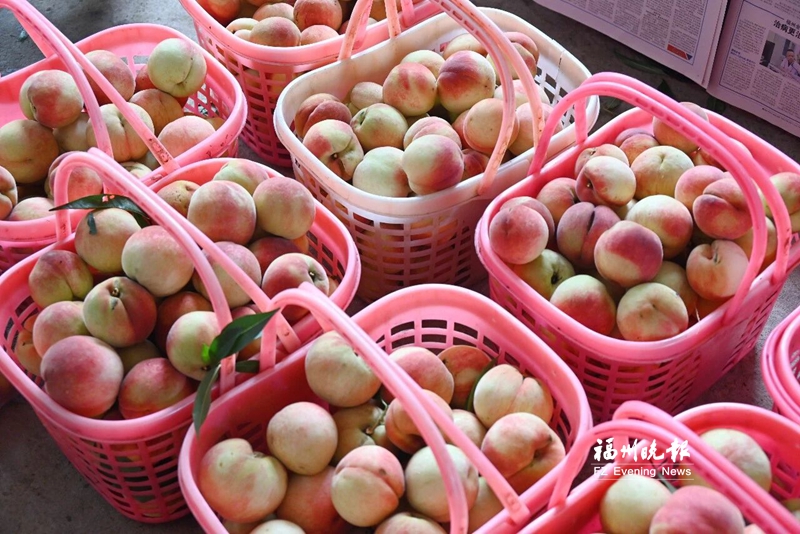 闽侯高山鲜桃迎丰收
