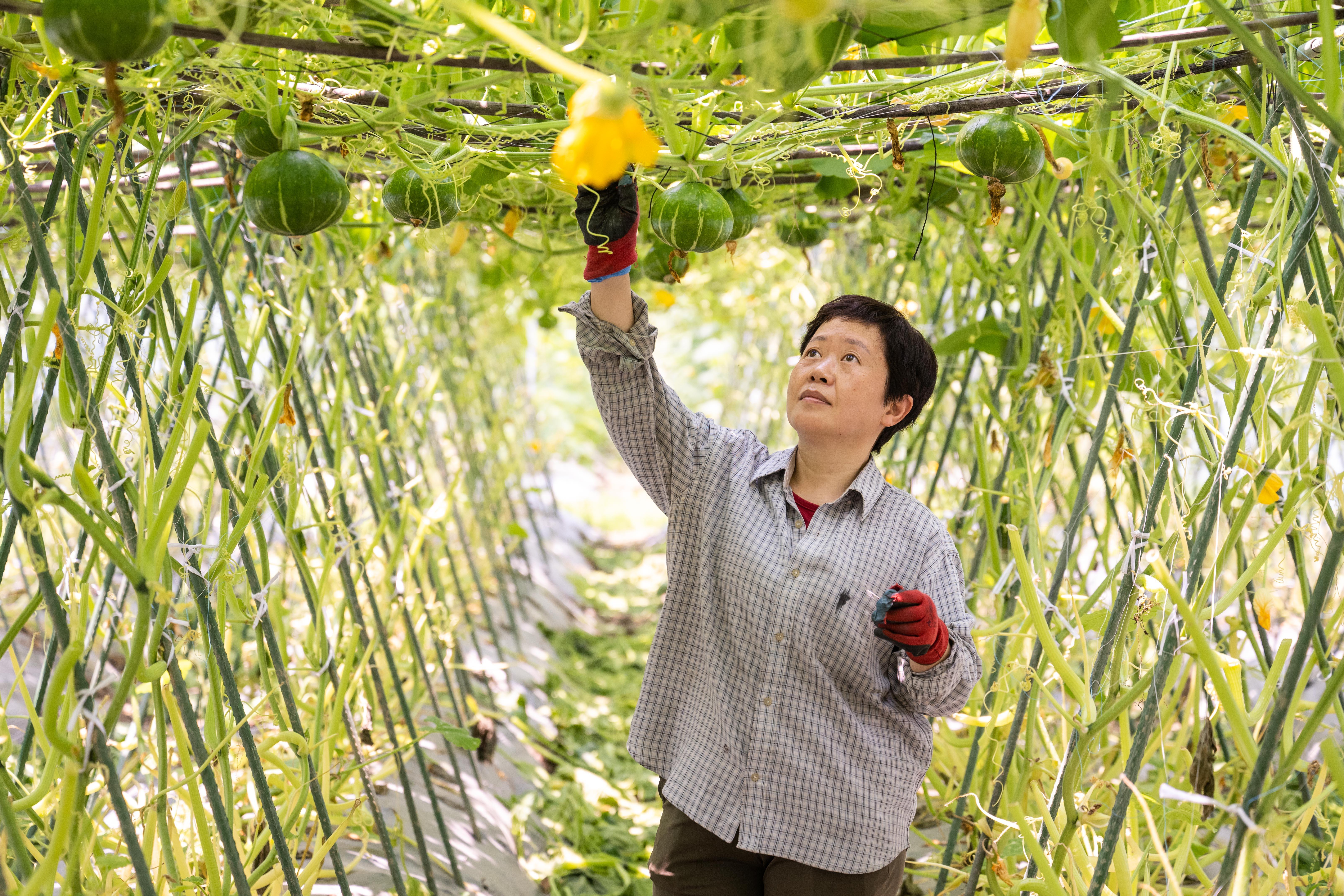 人民日报点赞福州市蔬菜科研所曾小玲：“脚底板沾着泥，心里才踏实”