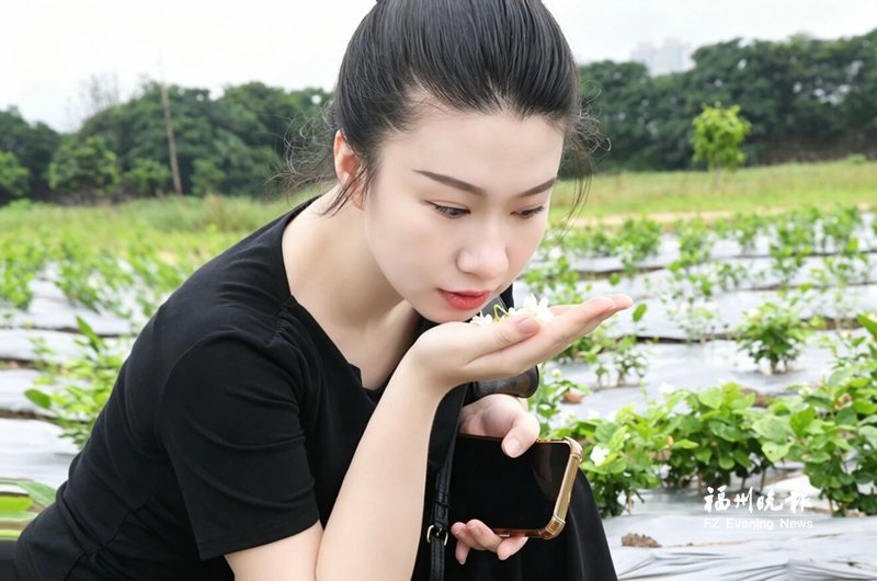 闽侯竹岐荒芜滩地变身赏花点 百亩茉莉花盛放闽江岸滩 闽侯竹岐荒芜滩地变身赏花点 百亩茉莉花盛放闽江岸滩