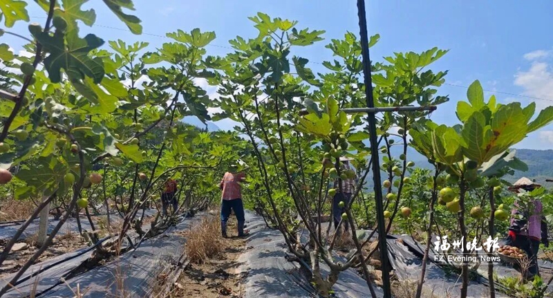 闽清下宅村无花果抢“鲜”上市 闽清下宅村无花果抢“鲜”上市