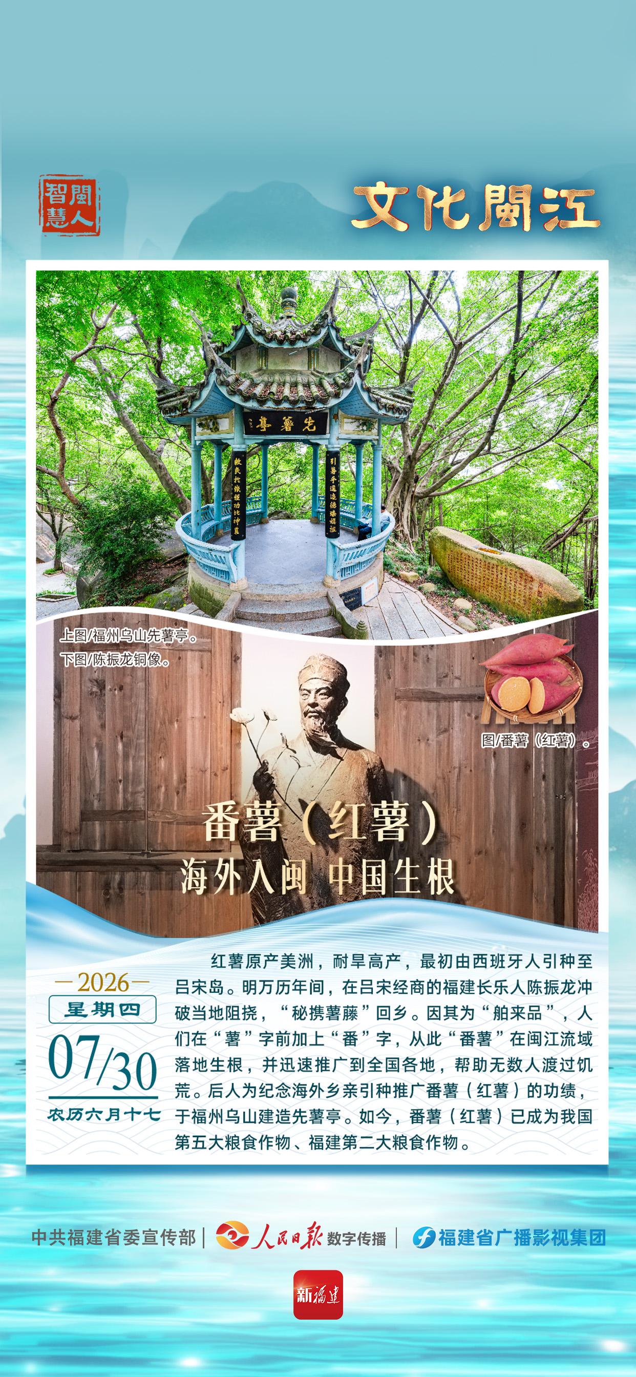 闽人智慧 | 番薯（红薯）：海外入闽 中国生根