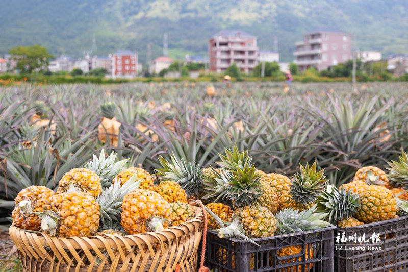 福清镜洋“芒果凤梨”迎丰收 福清镜洋“芒果凤梨”迎丰收