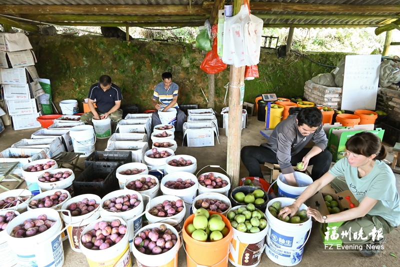 芙蓉李、油奈、青皮梨、黄桃均进入成熟期 闽侯高山水果“组团”丰收 芙蓉李、油奈、青皮梨、黄桃均进入成熟期 闽侯高山水果“组团”丰收