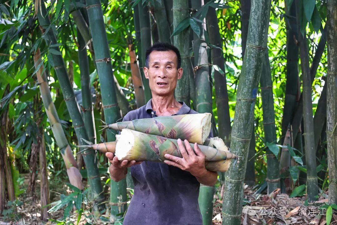 又鲜又甜!福州人爱的这口“山野美味”,正大量上市! 又鲜又甜!福州人爱的这口“山野美味”,正大量上市!