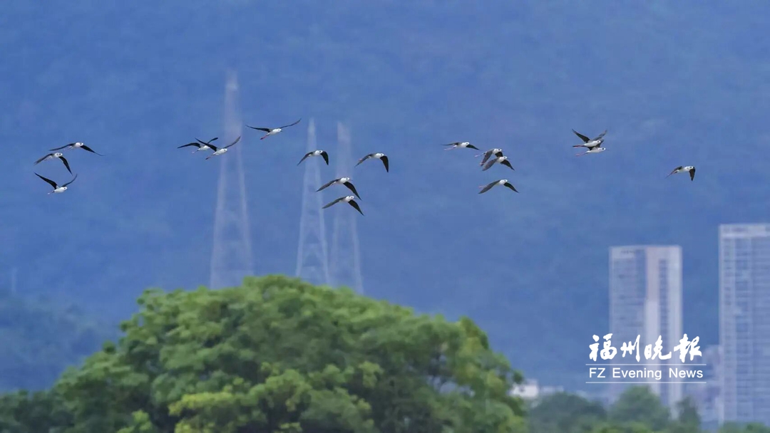 “鸟界超模”现身闽侯 “鸟界超模”现身闽侯