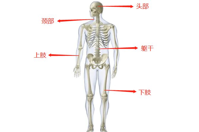 身体部位图