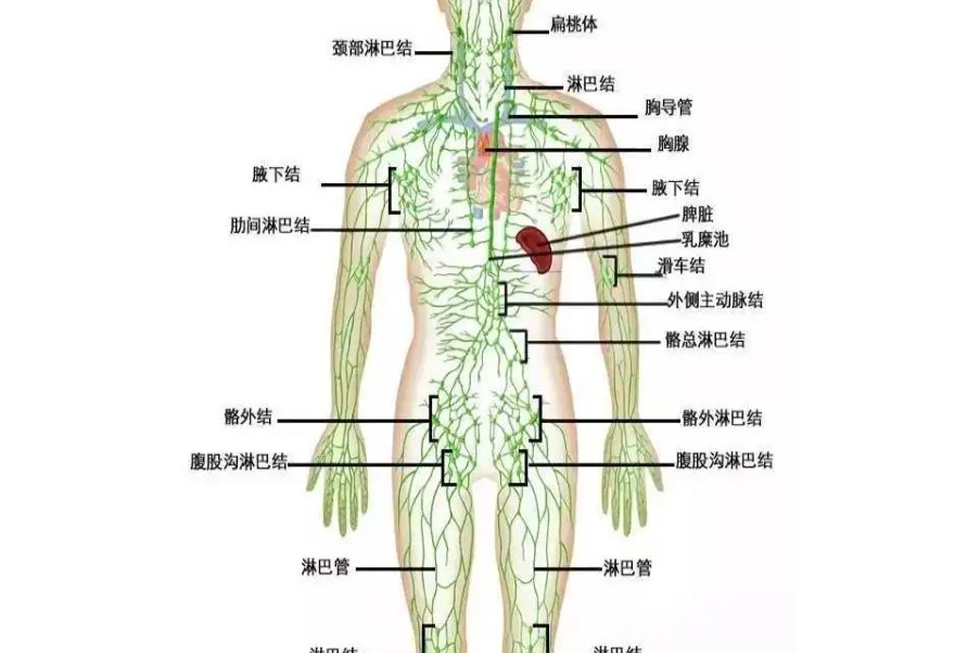儿童正常的淋巴结图片