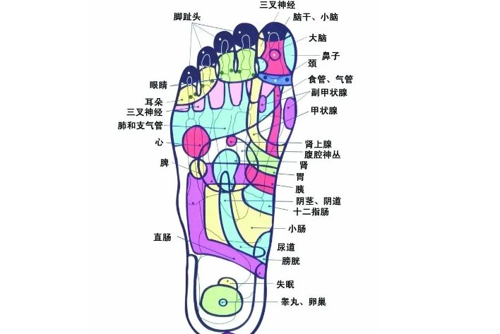 脚底反射区对应图