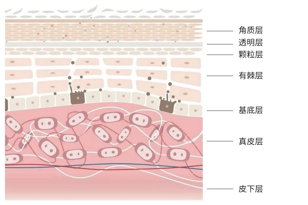 皮肤结构