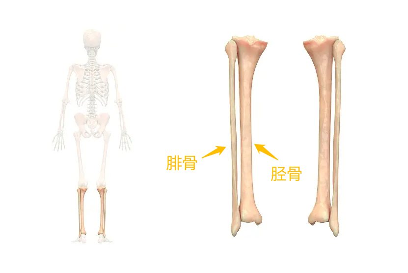 胫骨和腓骨
