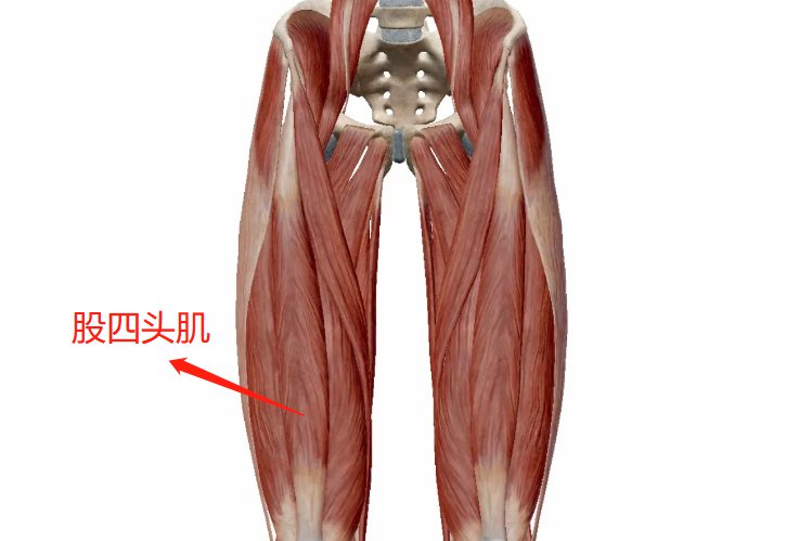 股四头肌