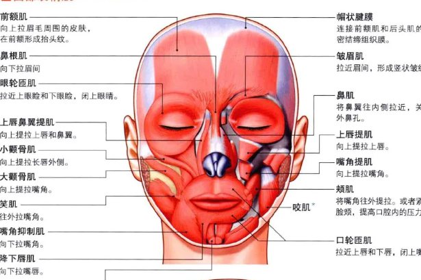 下颌肌肉图