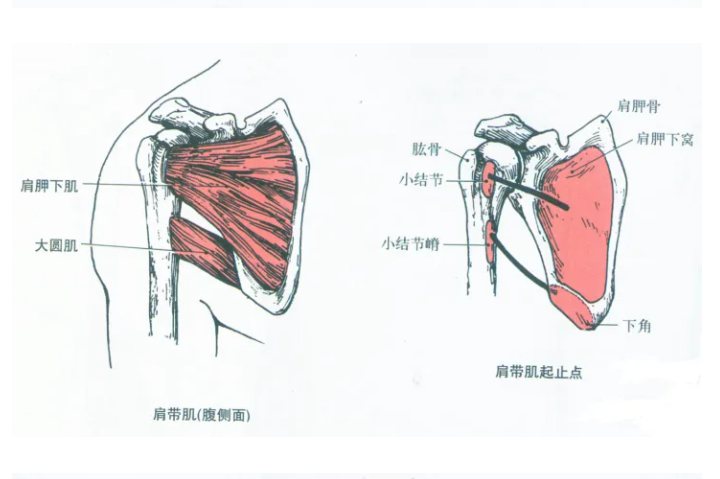 上肢带肌