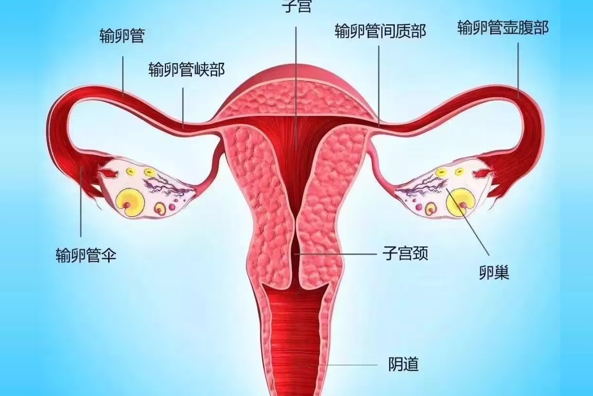 子宫颈解剖结构示意图