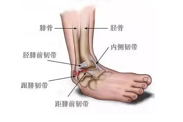 踝关部位图
