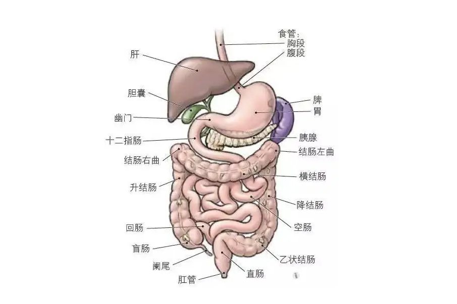 腹腔图片结构图高清