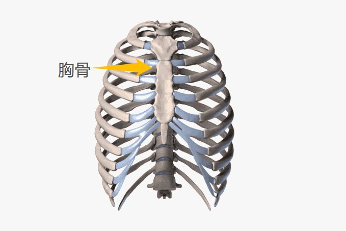胸骨