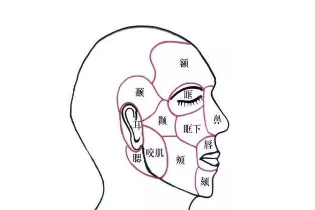 脸部位置图解