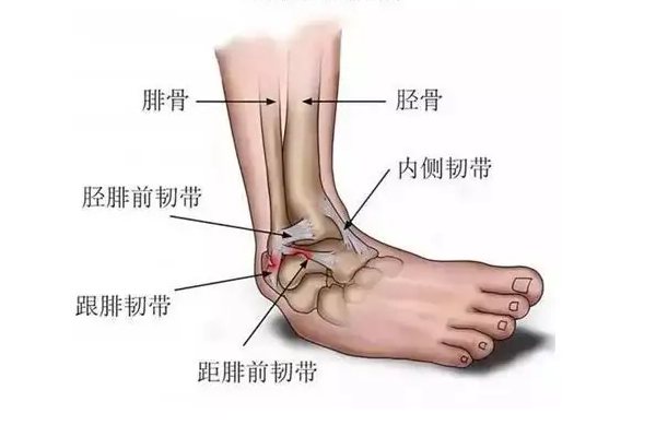 踝关节图片