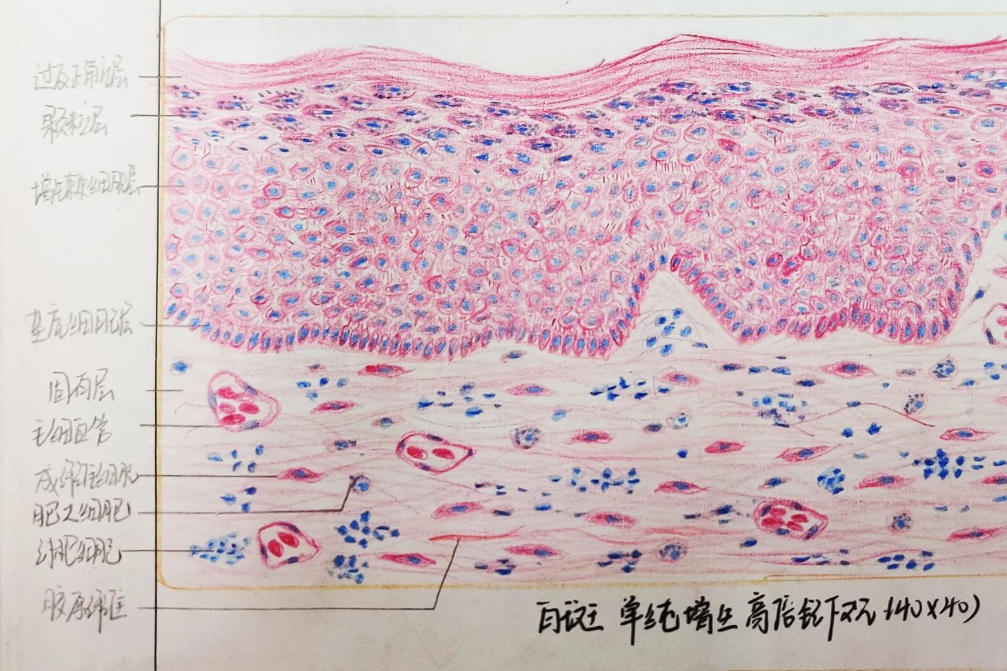 口腔组织病理学