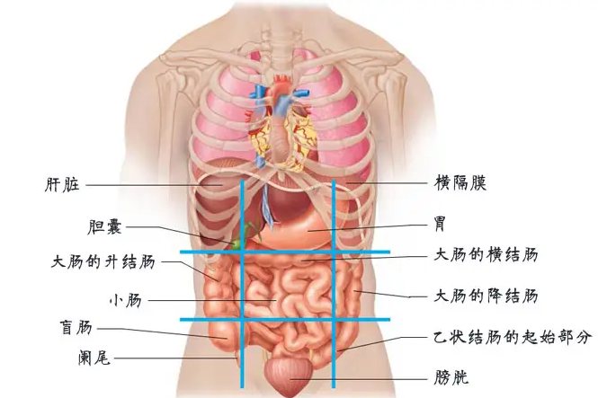 腹部结构图